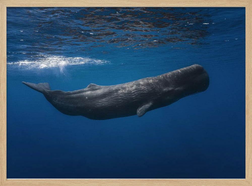 Sperm whale | Poster