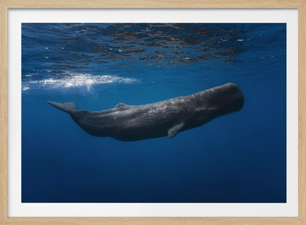 Sperm whale | Poster