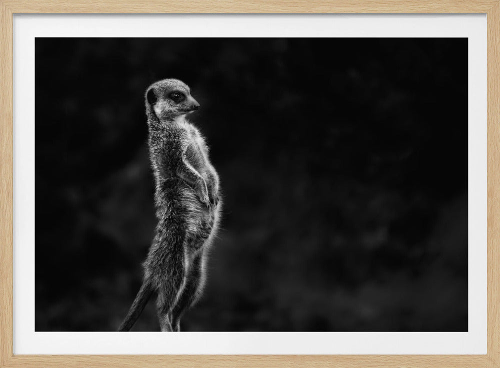 The meerkat | Poster