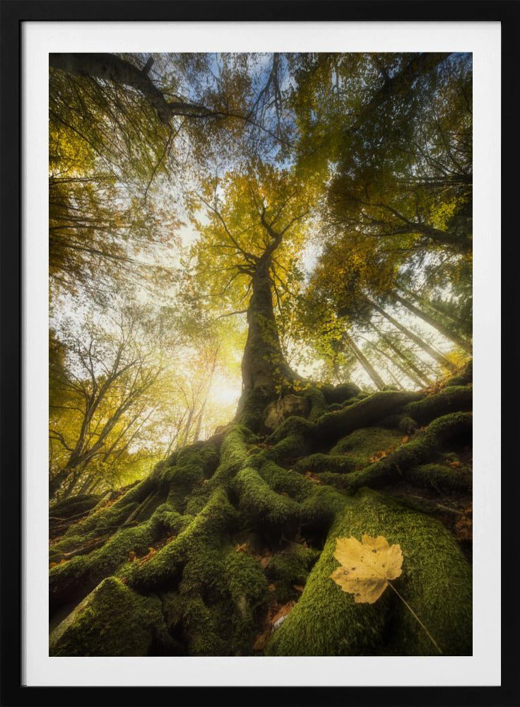 The goodbye of a leaf | Poster