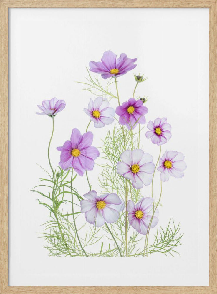 Cosmos Comfort | Poster