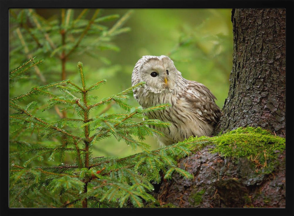 Ural Owl | Poster