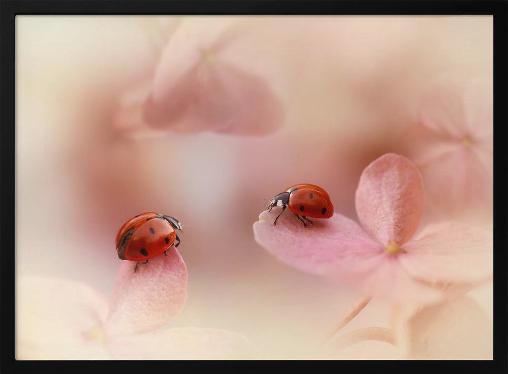 Ladybirds on pink hydrangea. | Poster