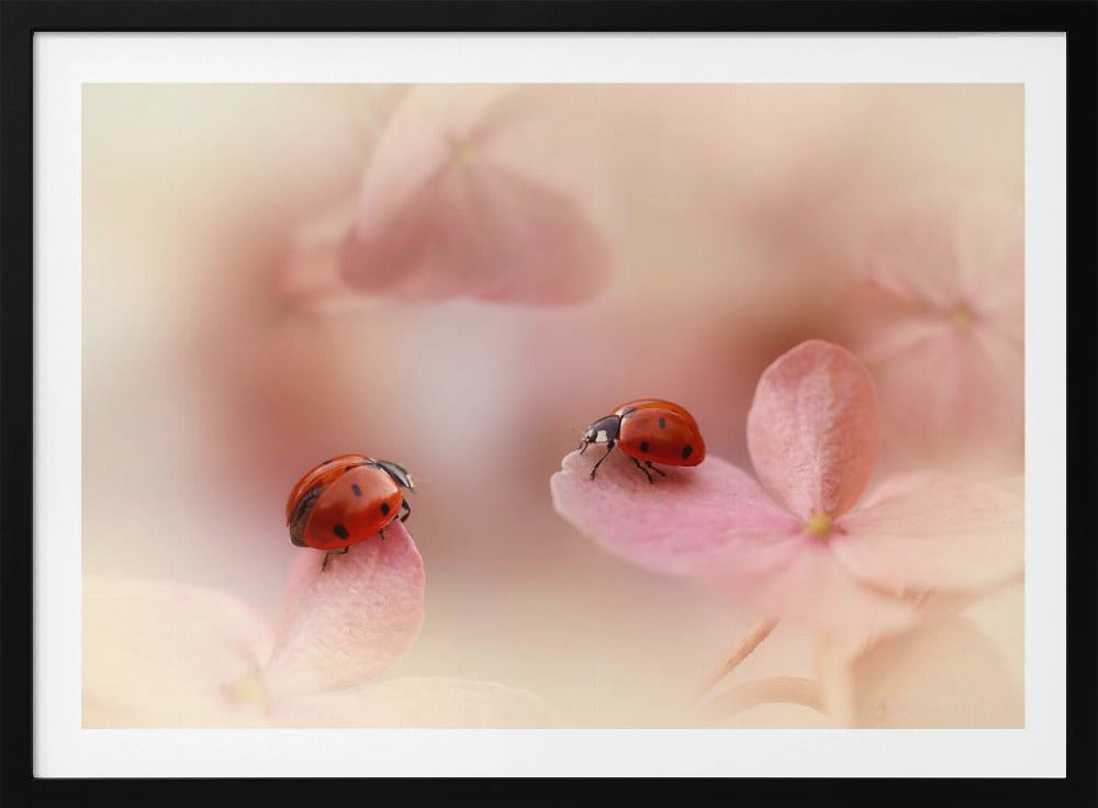 Ladybirds on pink hydrangea. | Poster