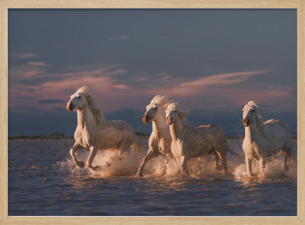Angels of Camargue | Poster