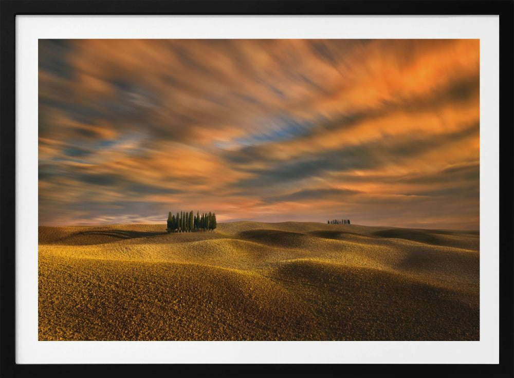 Cypresses... | Poster