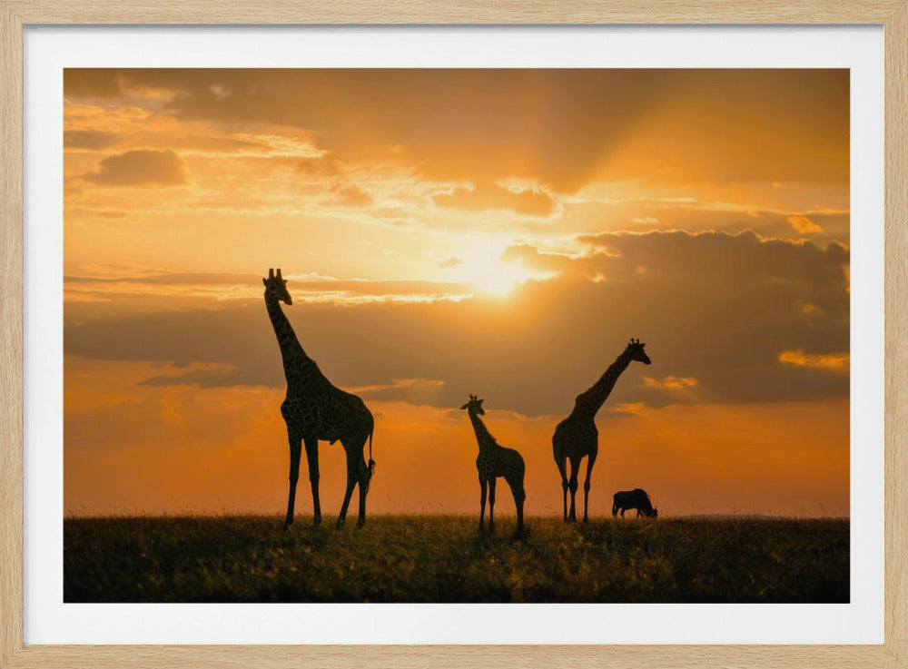 Golden Africa | Poster