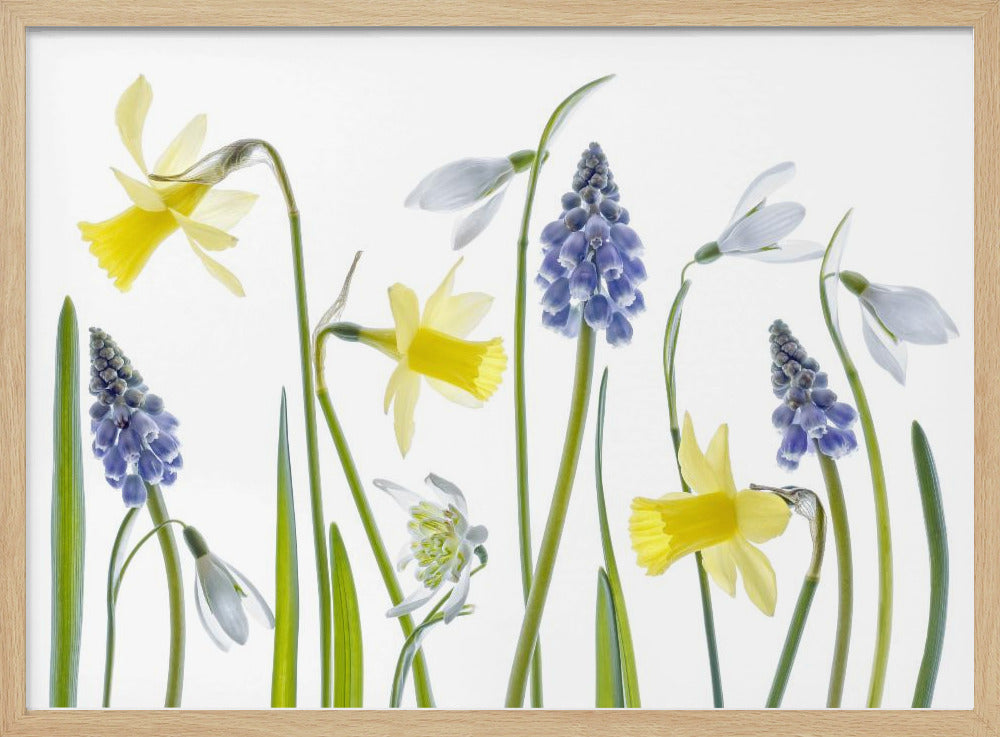 Spring | Poster