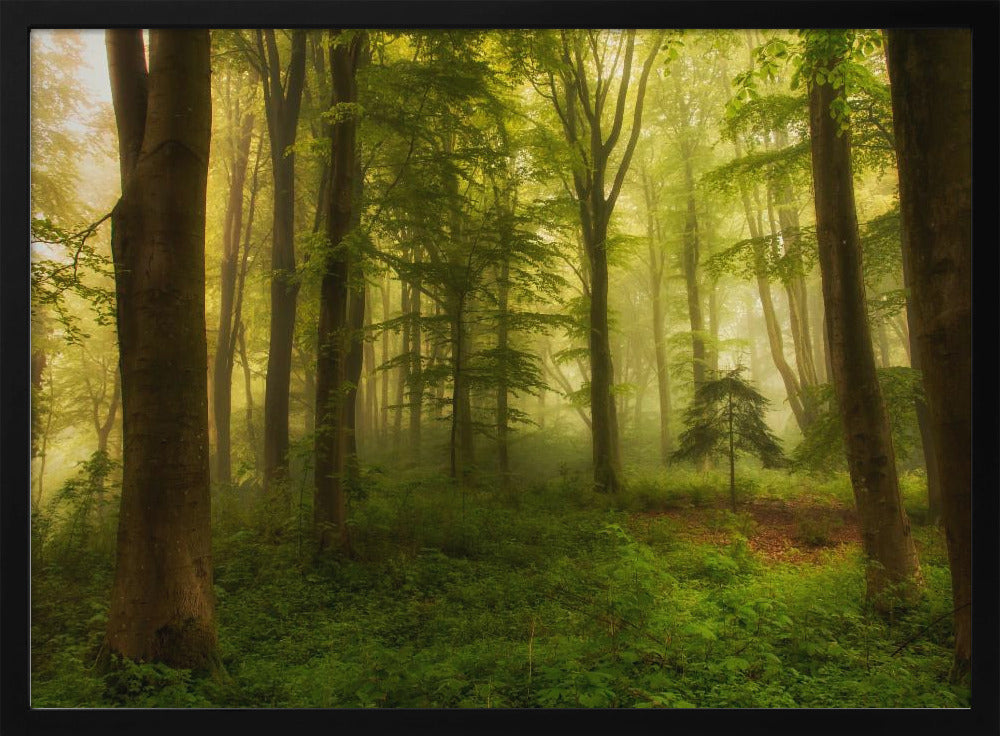 The little tree | Poster