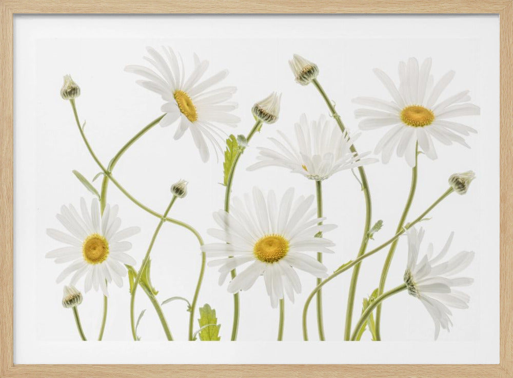 Ox eye Daisies | Poster