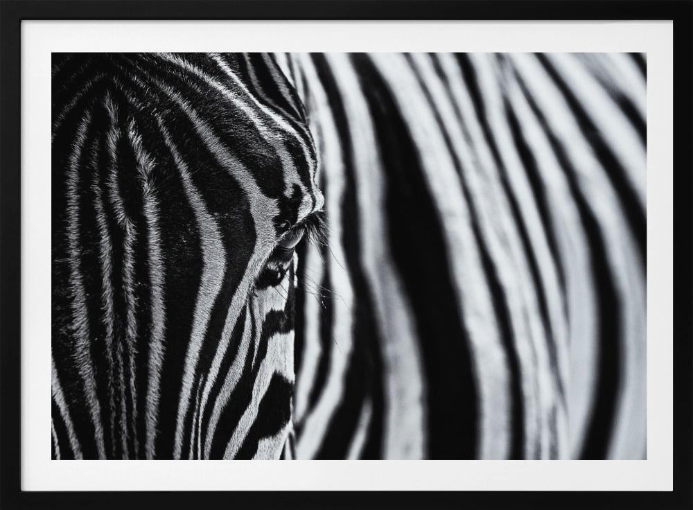 The look of nature | Poster