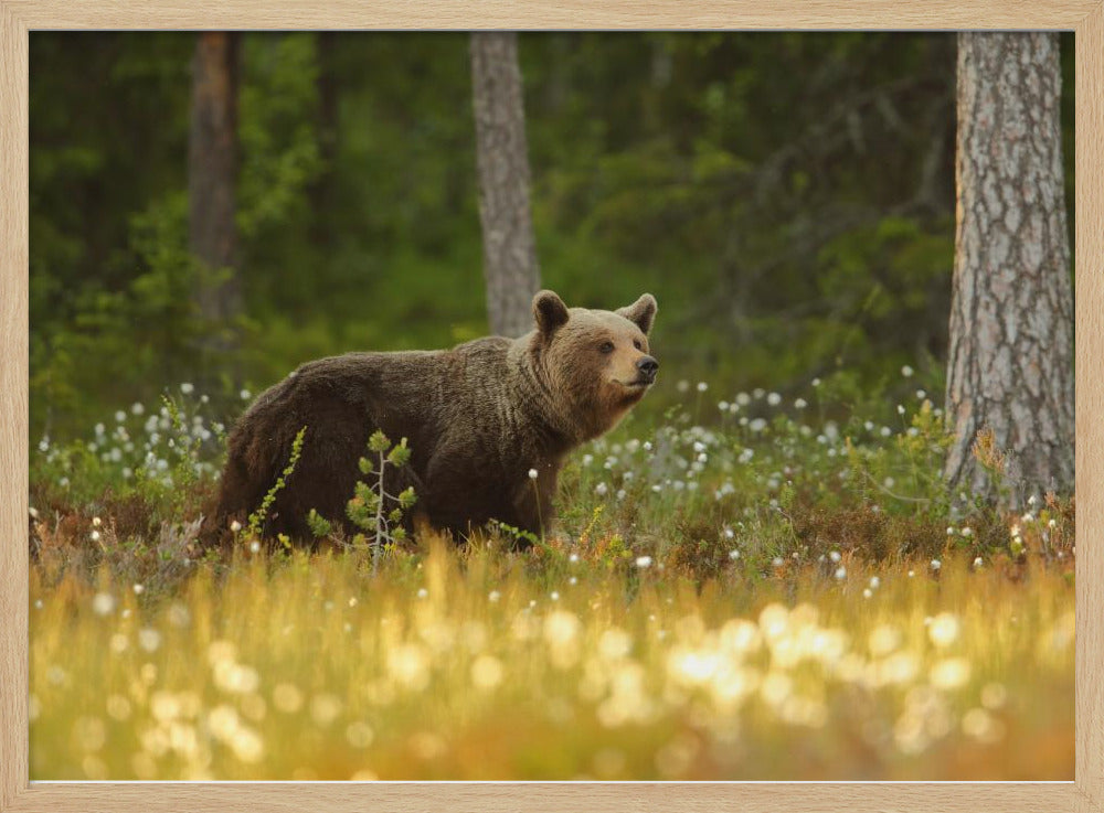 Brown Bear | Poster