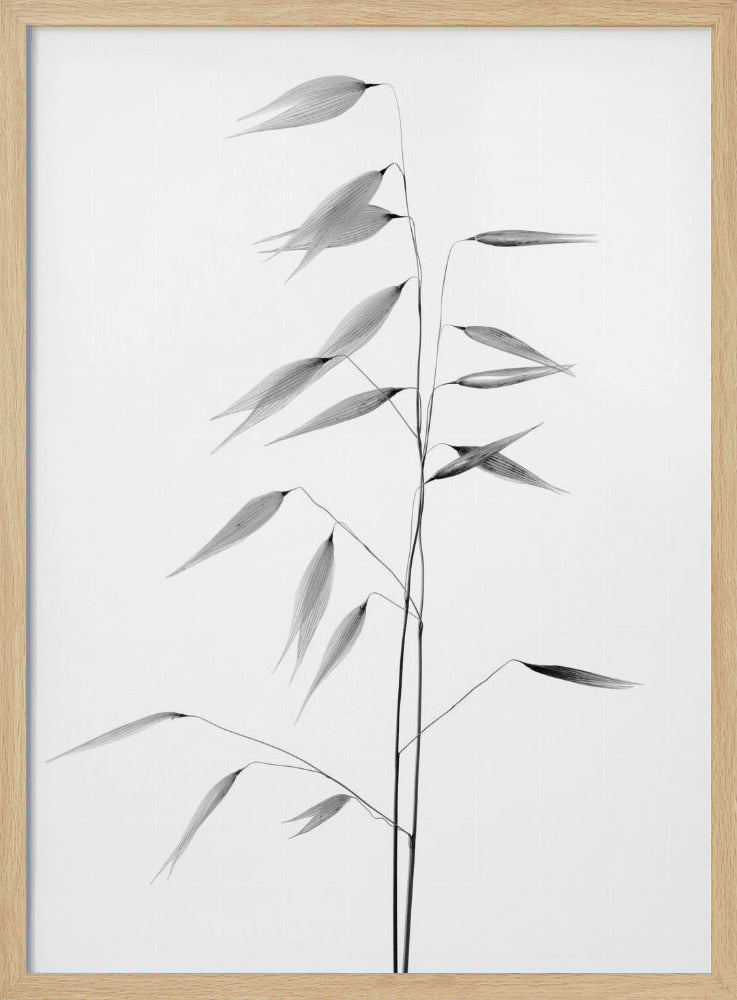 Sharpness of the nature | Poster