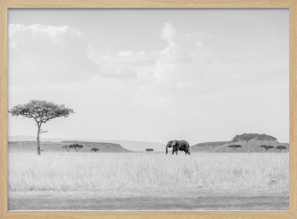 HIGH KEY SAVANNAH | Poster