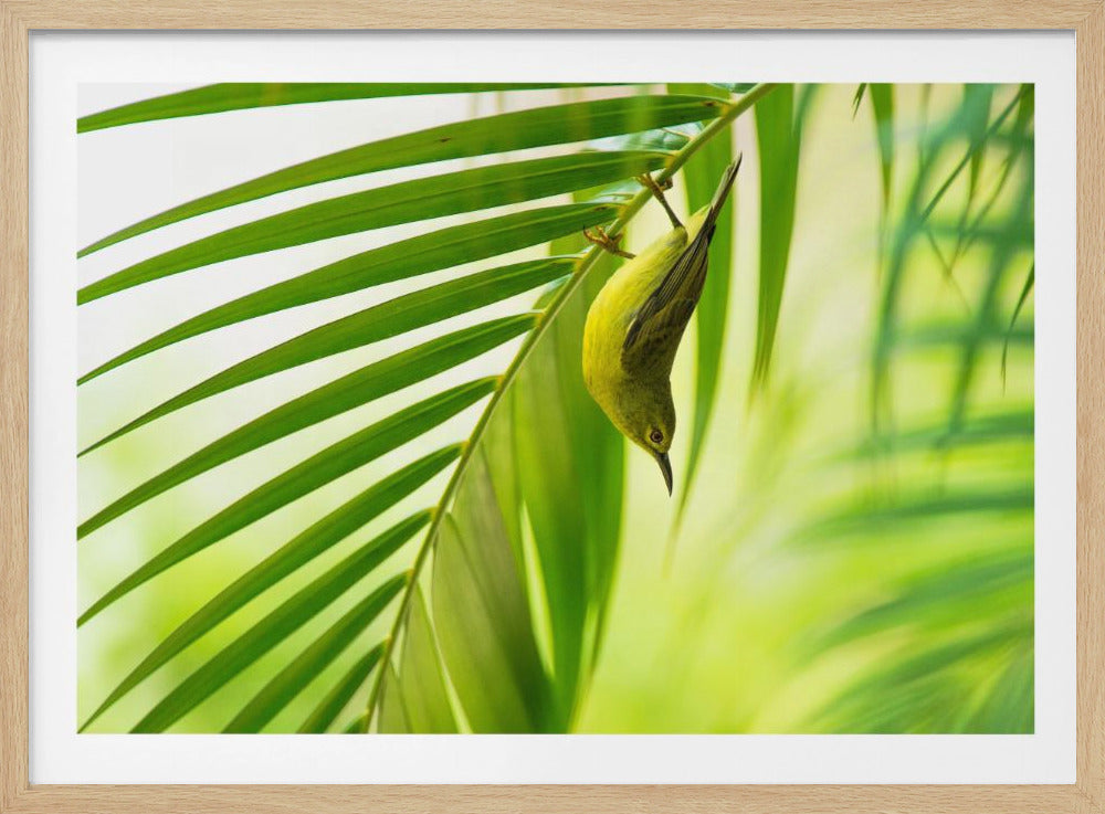 50 shades of green | Poster