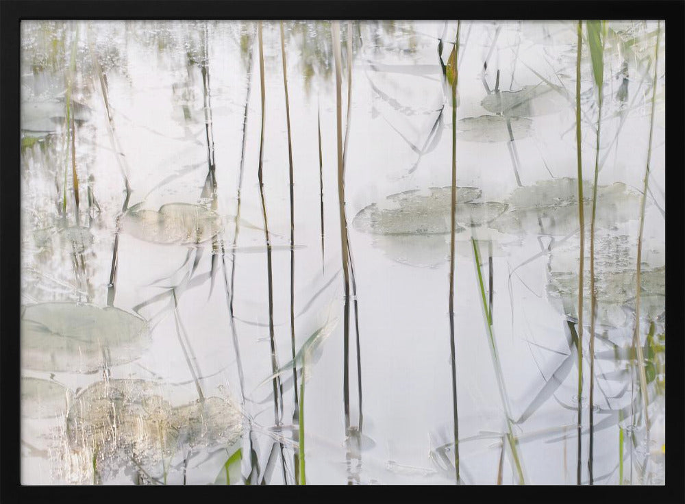 Lily leaves | Poster