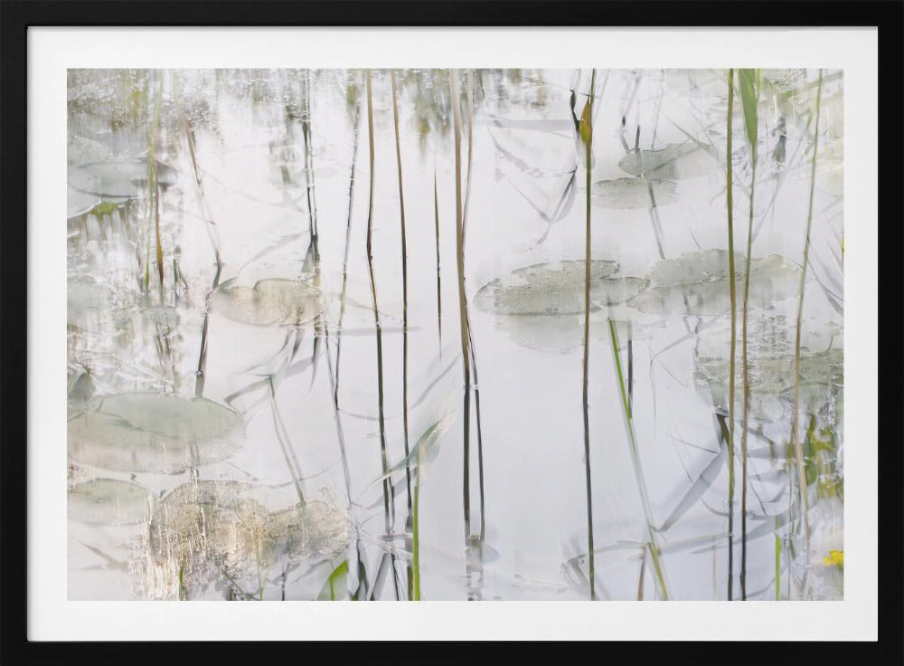 Lily leaves | Poster