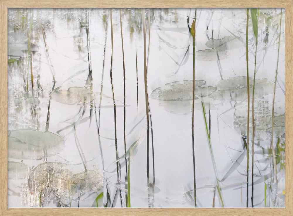 Lily leaves | Poster