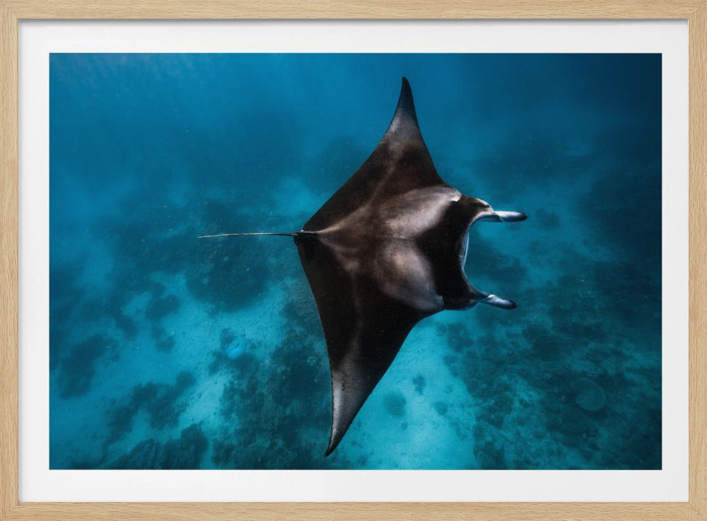 Manta fly!!! | Poster