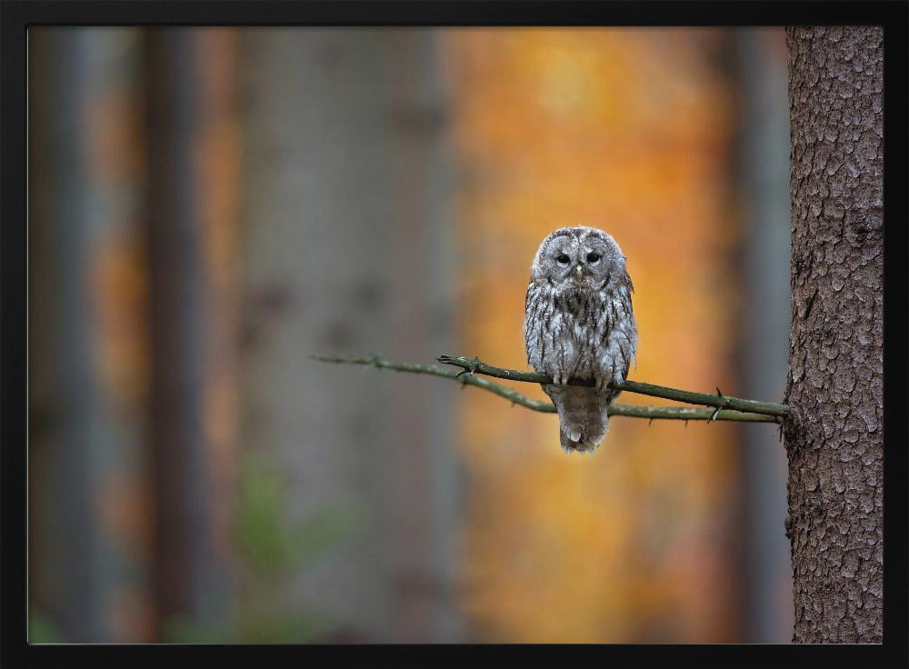 Tawny Owl | Poster