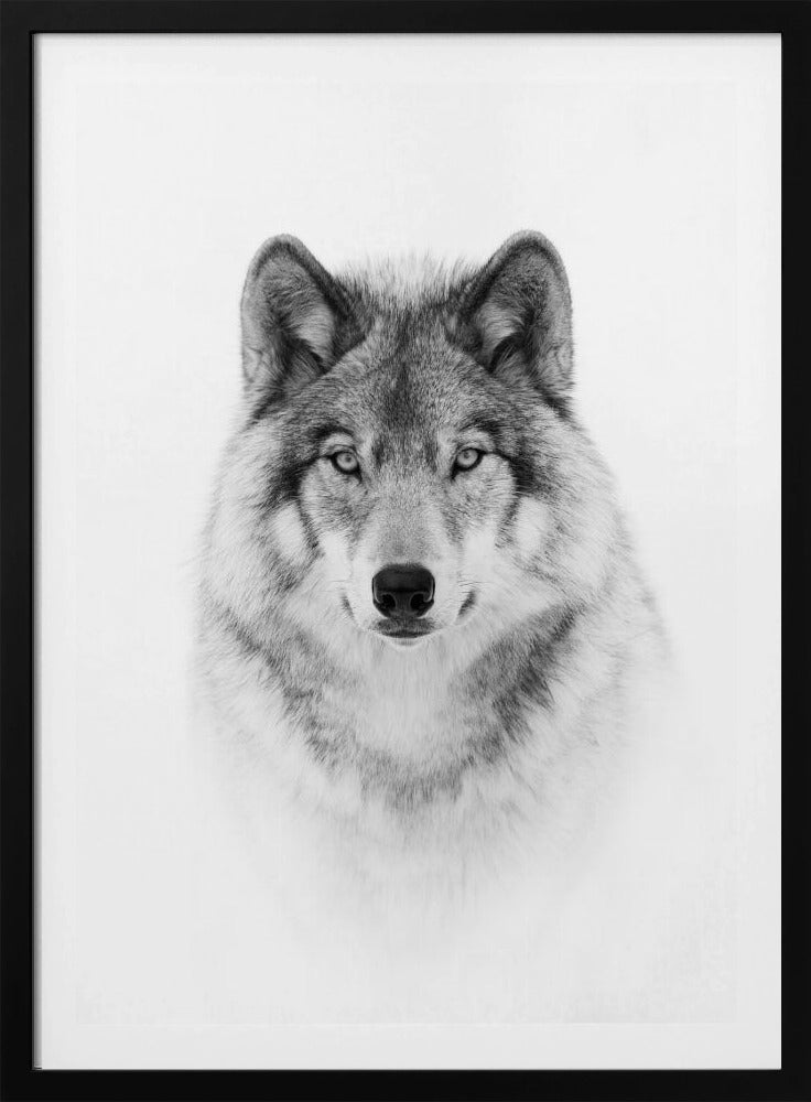 Portrait of a Timber Wolf | Poster