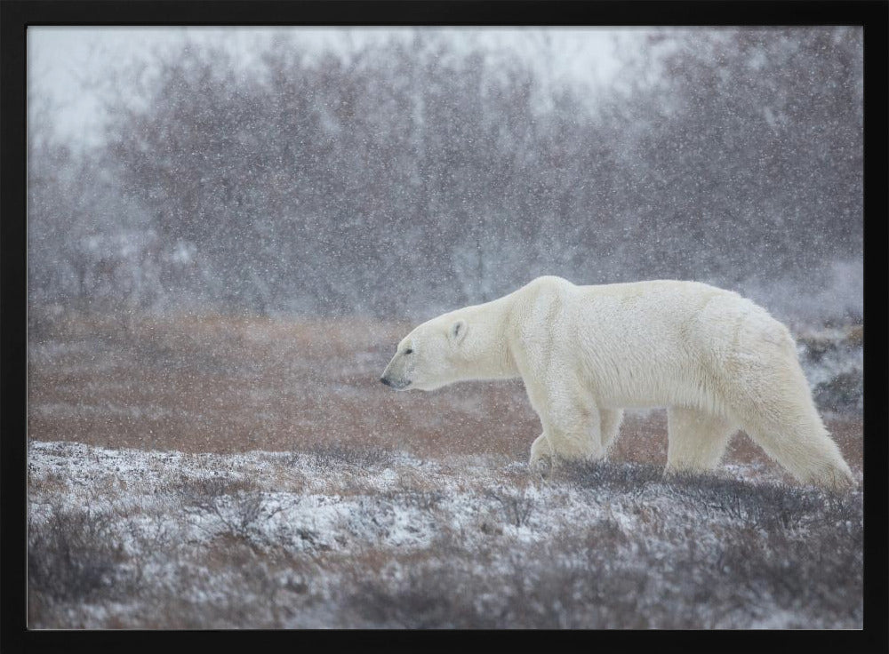 Let it Snow! | Poster