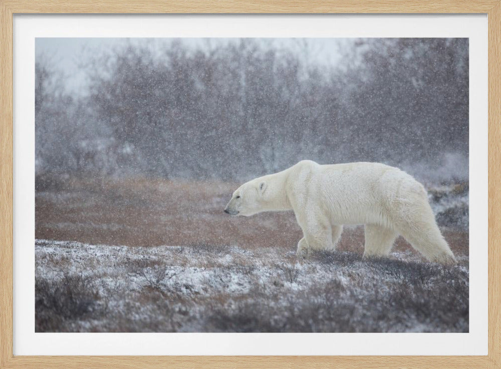 Let it Snow! | Poster