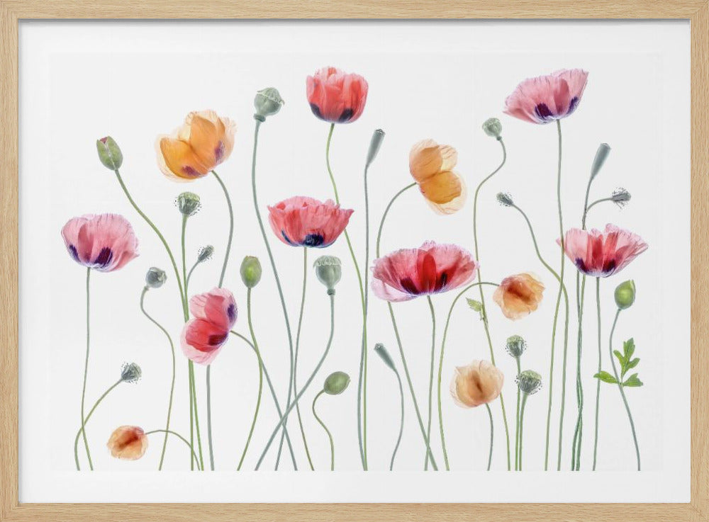 Papaver party | Poster