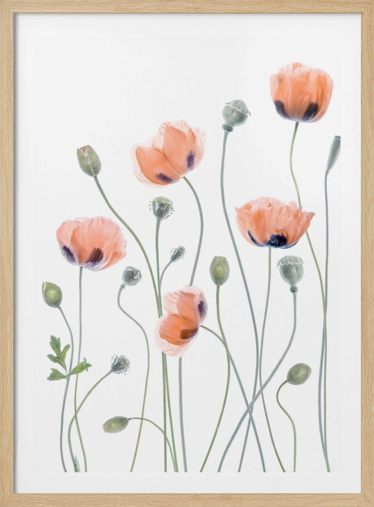 Poppies | Poster
