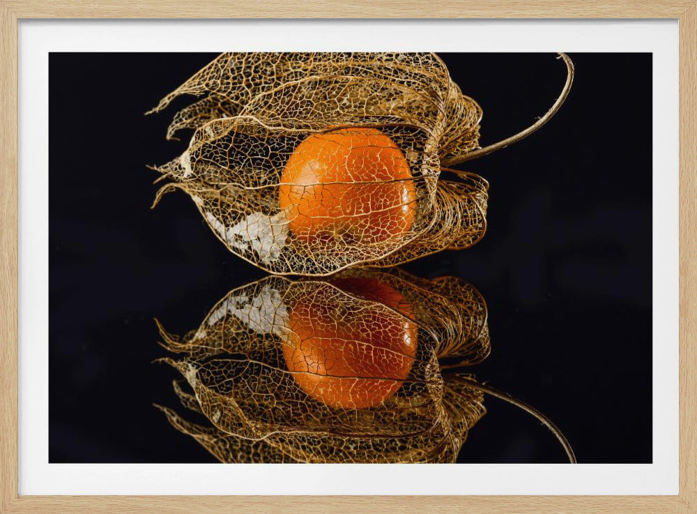 Physalis | Poster