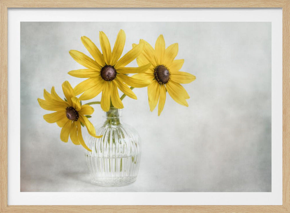 Rudbeckia | Poster