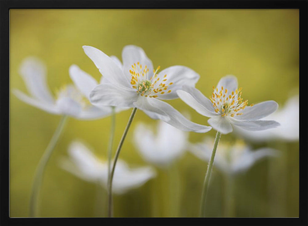 Wood Anemones | Poster