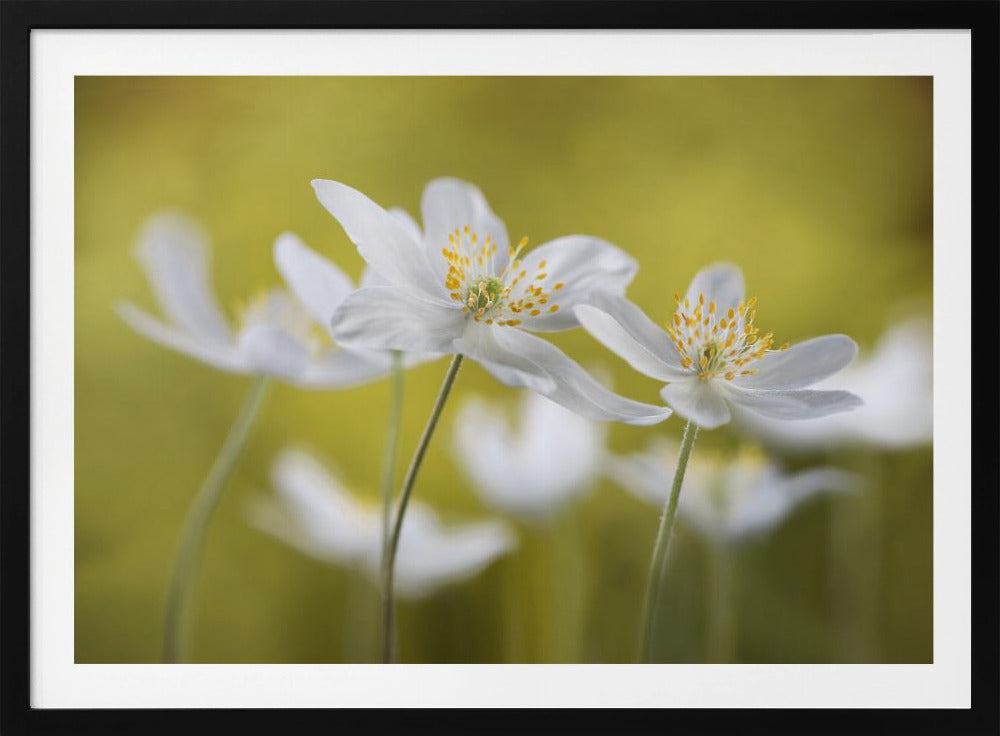 Wood Anemones | Poster