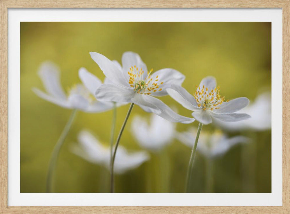 Wood Anemones | Poster