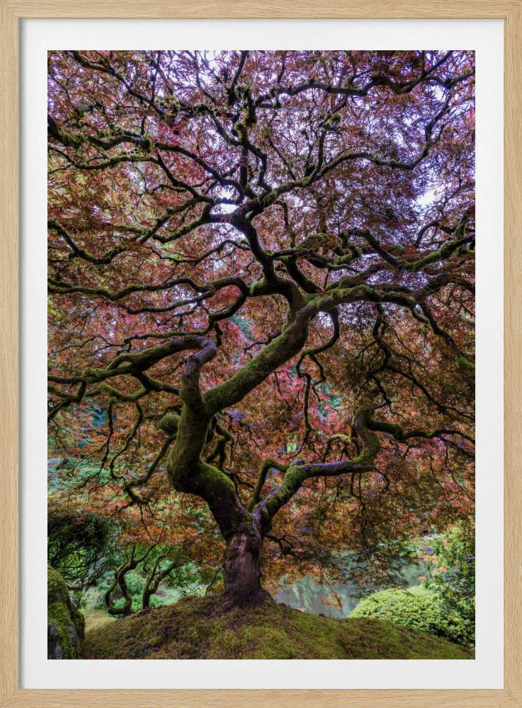 Japanese Maple Tree | Poster