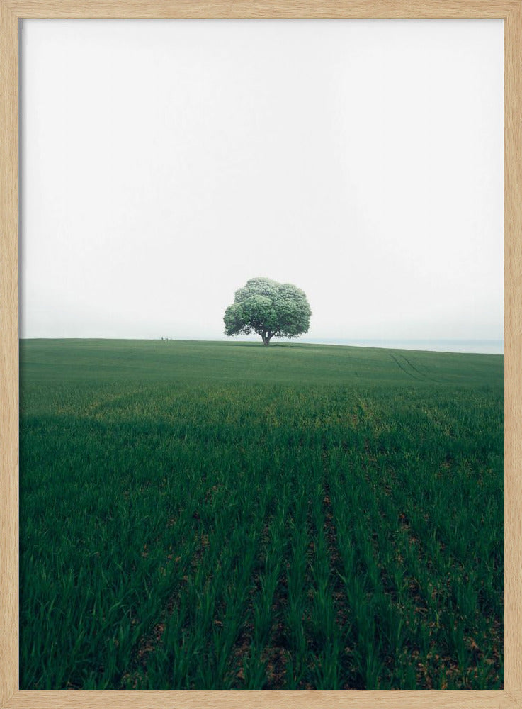 The lonely oak tree | Poster