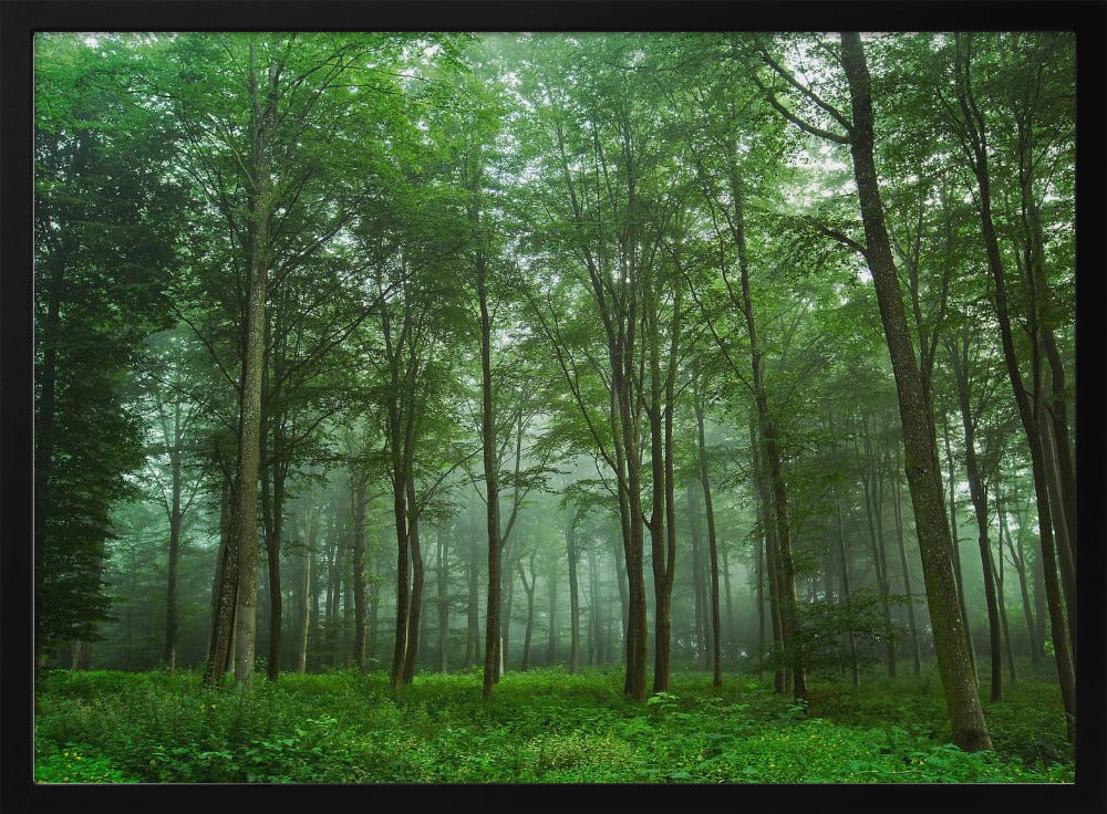 Forest View | Poster