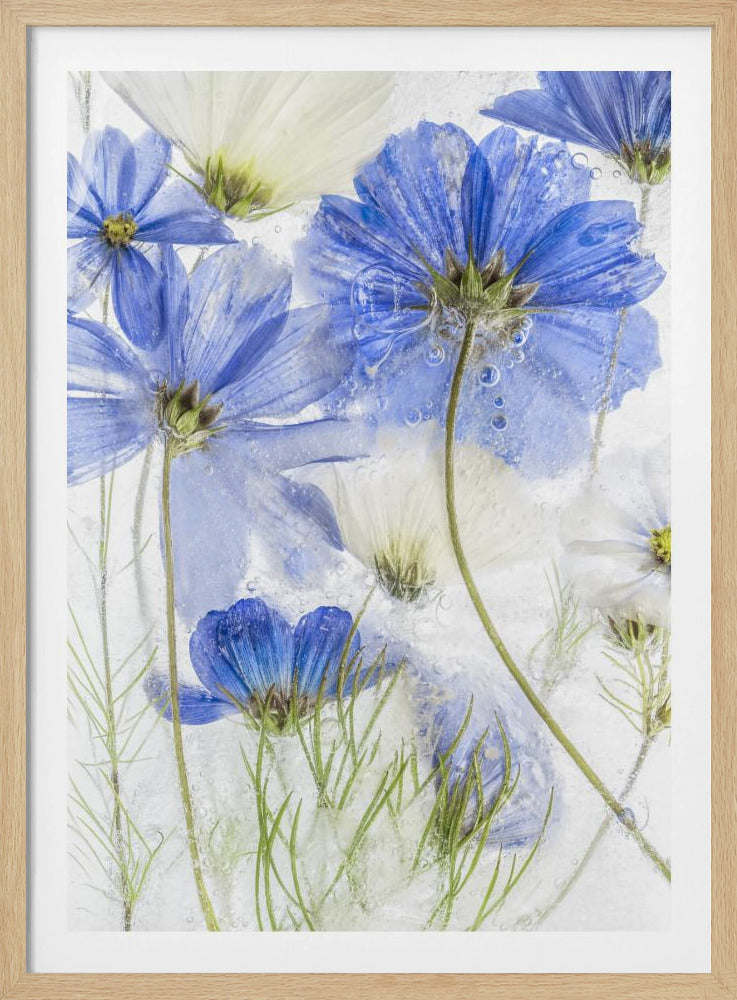 Cosmos blue | Poster