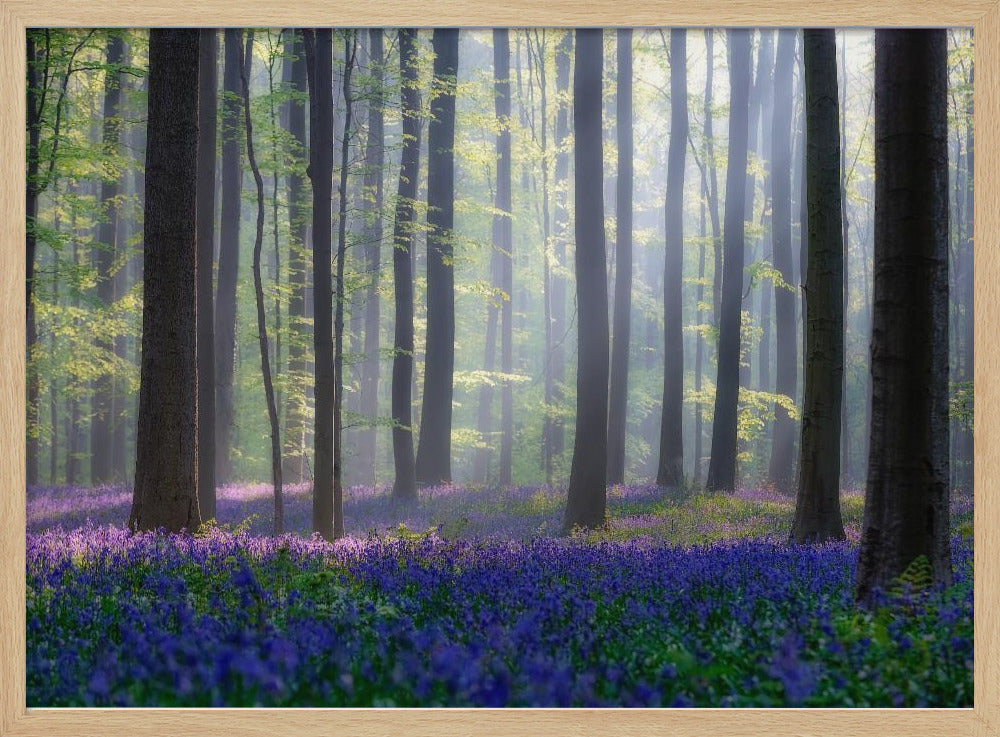 Bluebells | Poster