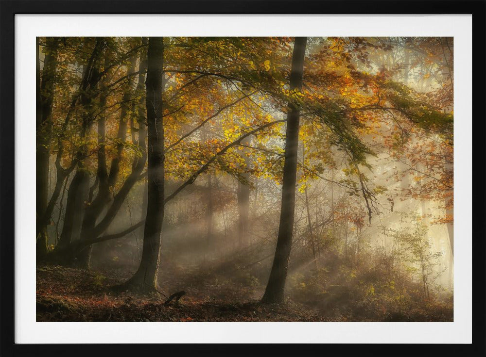 The lights of the forest | Poster