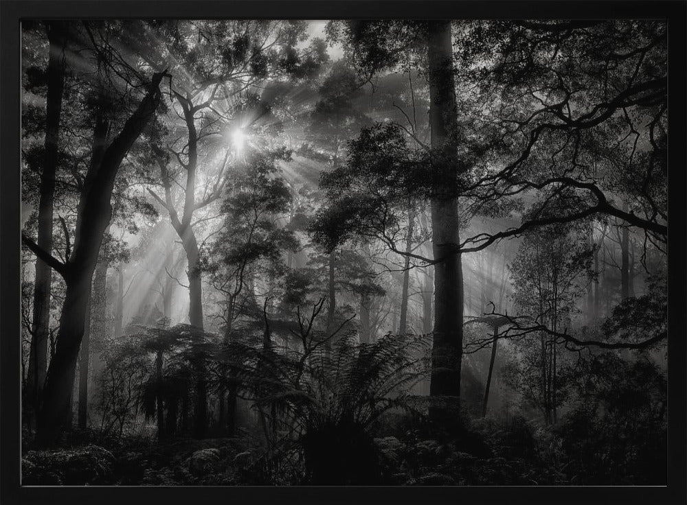 Primary forest | Poster