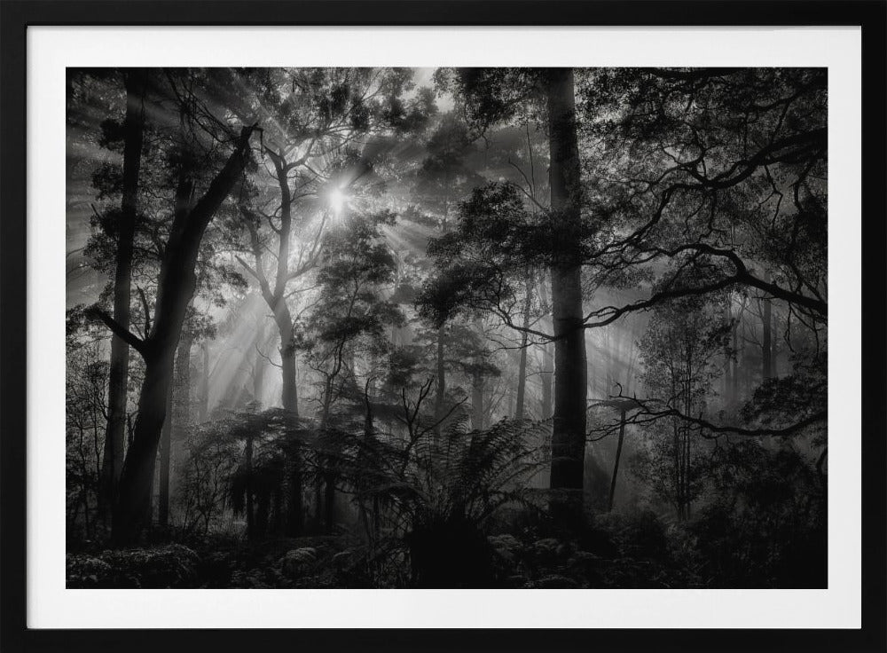 Primary forest | Poster