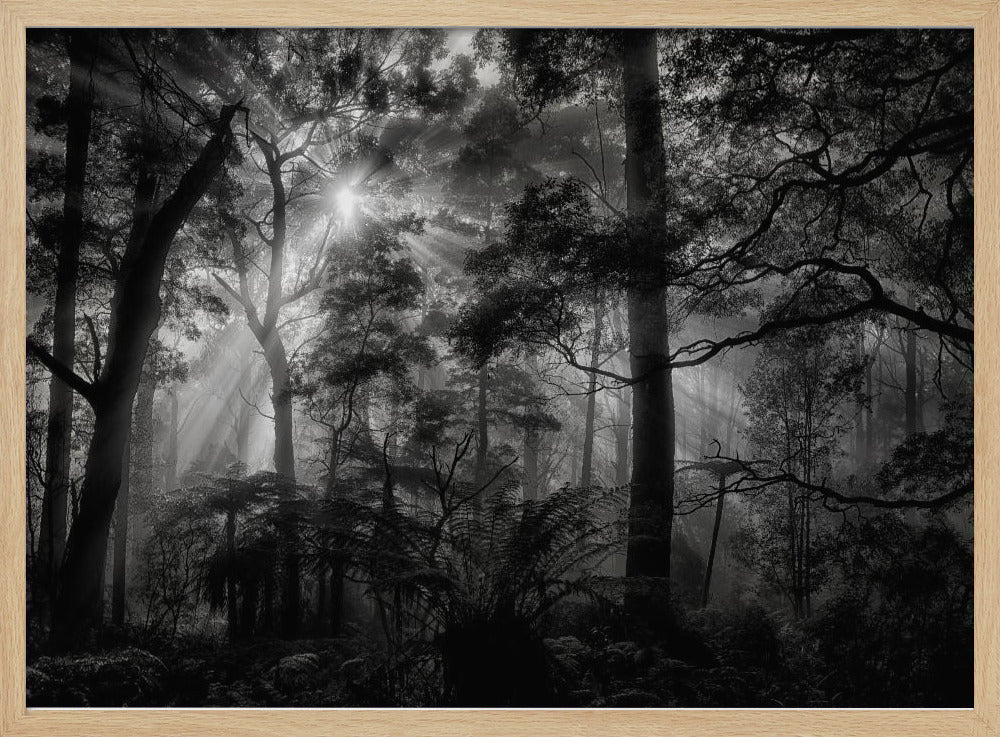 Primary forest | Poster