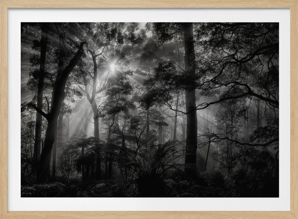 Primary forest | Poster