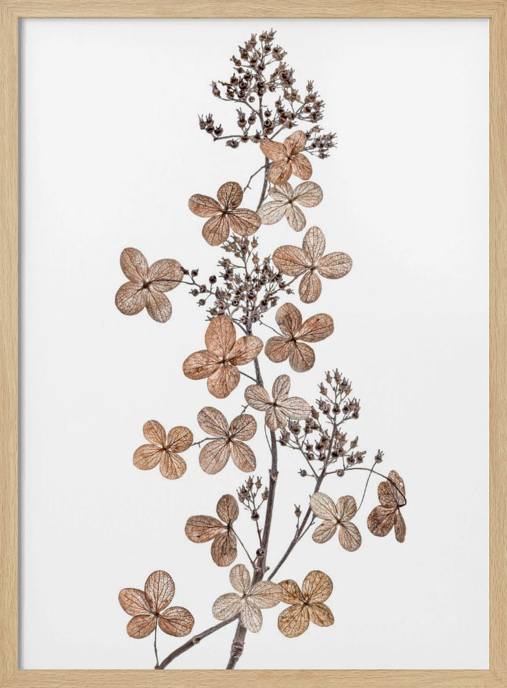 Hydrangea Paniculata | Poster