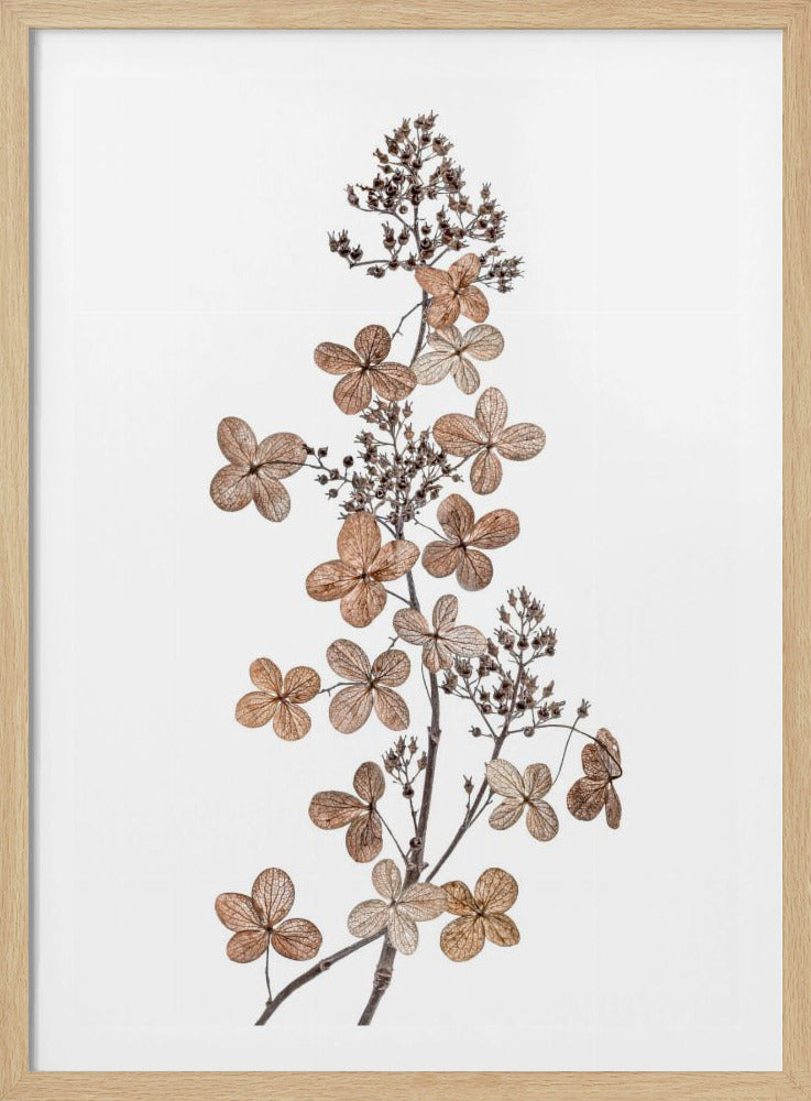 Hydrangea Paniculata | Poster