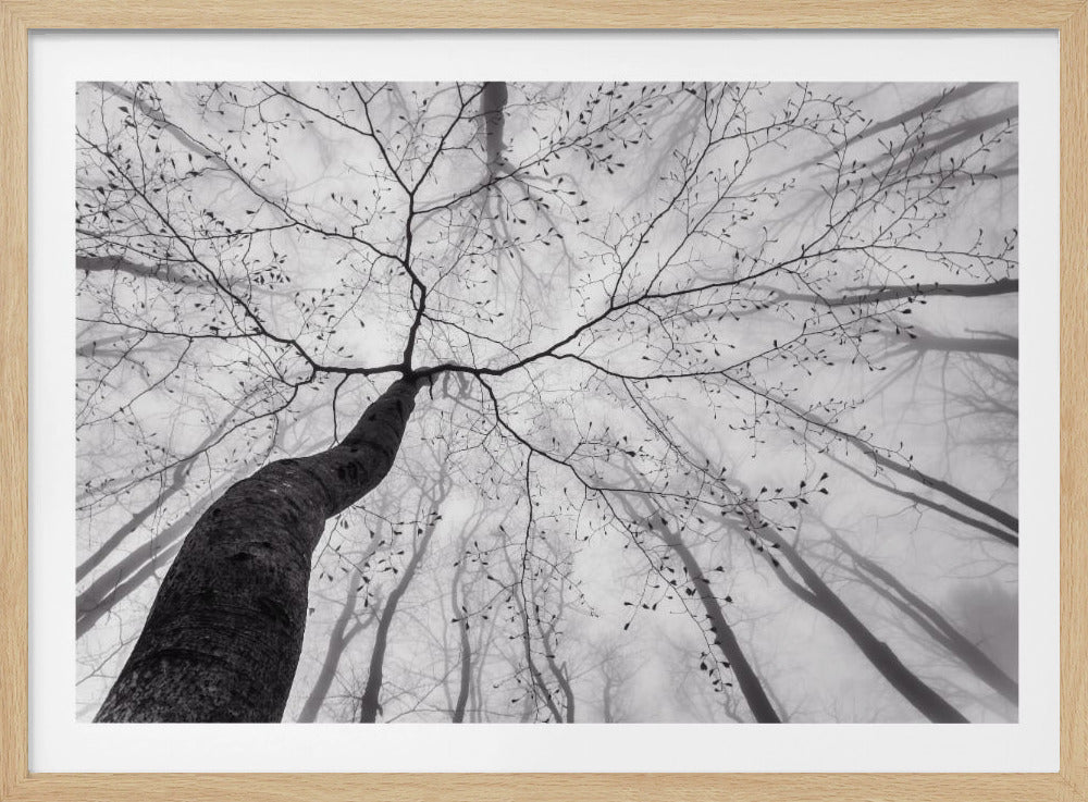 A view of the tree crown | Poster