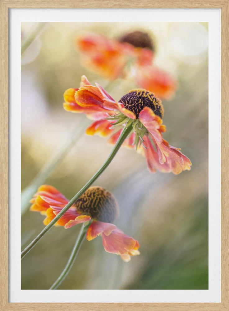 Helenium* | Poster