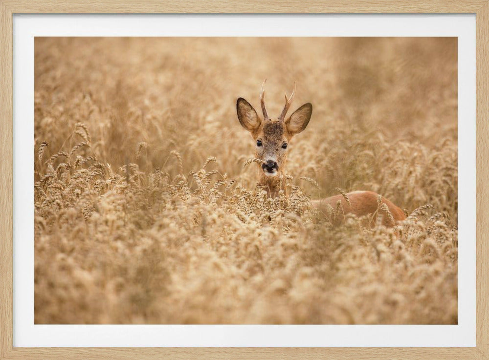 Deer in the field | Poster