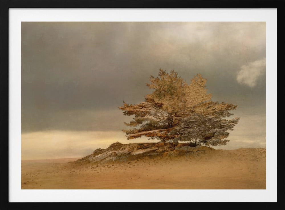 Pine and dunes | Poster